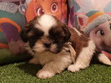2 chiots Shih Tzu m&acirc;les LOF &agrave; r&eacute;server, bicolores noir et blanc d&rsquo;octobre 2021