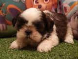 2 chiots Shih Tzu m&acirc;les LOF &agrave; r&eacute;server, bicolores noir et blanc d&rsquo;octobre 2021