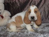Chiot Basset Hound bicolore LOF à vendre