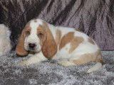 Chiot Basset Hound bicolore LOF à vendre