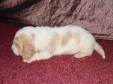 Chiot Basset Hound bicolore LOF à vendre