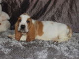 Chiot Basset Hound bicolore LOF à vendre