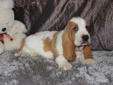 Chiot Basset Hound bicolore LOF à vendre