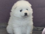 5 chiots Spitz Japonais blancs LOF à réserver de novembre 2021