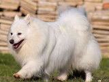 5 chiots Spitz Japonais blancs LOF à réserver de novembre 2021
