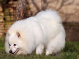 5 chiots Spitz Japonais blancs LOF à réserver de novembre 2021