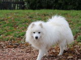 5 chiots Spitz Japonais blancs LOF à réserver de novembre 2021