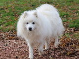 5 chiots Spitz Japonais blancs LOF à réserver de novembre 2021