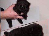 4 chiots Chow Chow LOF noirs ou fauves disponibles à la réservation