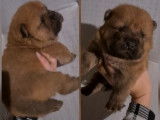 4 chiots Chow Chow LOF noirs ou fauves disponibles à la réservation