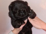 4 chiots Chow Chow LOF noirs ou fauves disponibles à la réservation