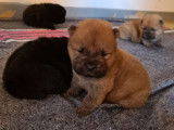 4 chiots Chow Chow LOF noirs ou fauves disponibles à la réservation