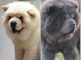 4 chiots Chow Chow LOF noirs ou fauves disponibles à la réservation