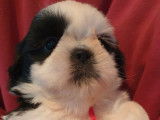 2 chiots mâles Shih Tzu LOF bicolores  en attente de réservation