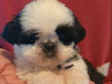 2 chiots mâles Shih Tzu LOF bicolores  en attente de réservation