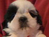 2 chiots mâles Shih Tzu LOF bicolores  en attente de réservation