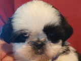 2 chiots mâles Shih Tzu LOF bicolores  en attente de réservation