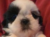 2 chiots mâles Shih Tzu LOF bicolores  en attente de réservation