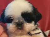 2 chiots mâles Shih Tzu LOF bicolores  en attente de réservation