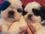 2 chiots mâles Shih Tzu LOF bicolores  en attente de réservation