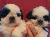 2 chiots mâles Shih Tzu LOF bicolores  en attente de réservation