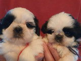 2 chiots mâles Shih Tzu LOF bicolores  en attente de réservation