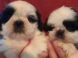 2 chiots mâles Shih Tzu LOF bicolores  en attente de réservation