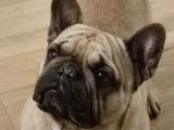 1 chien Bouledogue Français mâle fauve disponible pour saillie, LOF