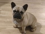 1 chien Bouledogue Français mâle fauve disponible pour saillie, LOF
