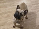 1 chien Bouledogue Français mâle fauve disponible pour saillie, LOF