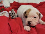 Chiots Bouledogue Américains ARFE à vendre