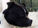 Chien mâle Staffordshire Bull Terrier LOF noir pan blanc de 2 ans pour saillie