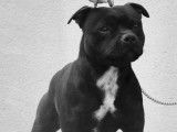 Saillie avec un chien Staffie m&acirc;le d&rsquo;un an et demi LOF, noir &agrave; pan blanc