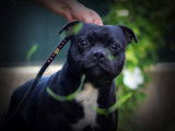 Saillie avec un chien Staffie m&acirc;le d&rsquo;un an et demi LOF, noir &agrave; pan blanc
