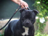 Saillie avec un chien Staffie m&acirc;le d&rsquo;un an et demi LOF, noir &agrave; pan blanc