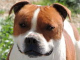 Chien Staffordshire Bull Terrier LOF mâle de 3 ans roux et blanc pour saillie