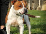 Chien Staffordshire Bull Terrier LOF mâle de 3 ans roux et blanc pour saillie