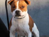 Chien Staffordshire Bull Terrier LOF mâle de 3 ans roux et blanc pour saillie