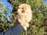 Vente d’un chiot mâle nain Spitz Pomeranian au pelage orange de 2021 LOF