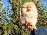 Vente d’un chiot mâle nain Spitz Pomeranian au pelage orange de 2021 LOF