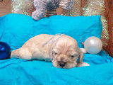 5 chiots Cocker Américain couleur sable nés novembre 2021 LOF à réserver