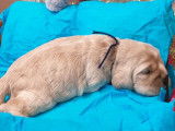 5 chiots Cocker Américain couleur sable nés novembre 2021 LOF à réserver