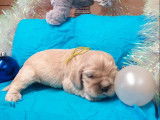 5 chiots Cocker Américain couleur sable nés novembre 2021 LOF à réserver