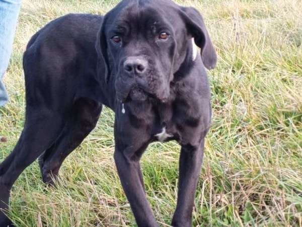 Une chienne Cane Corso noire LOF de deux ans à vendre