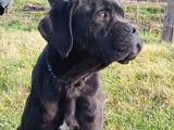 Une chienne Cane Corso noire LOF de deux ans &agrave; vendre