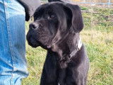 Une chienne Cane Corso noire LOF de deux ans &agrave; vendre