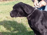 Une chienne Cane Corso noire LOF de deux ans &agrave; vendre