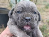 À réserver 7 chiots Cane Corso non LOF