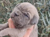 À réserver 7 chiots Cane Corso non LOF