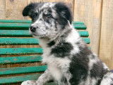 6 chiots Crois&eacute; Border Collie / Berger Australien disponibles non LOF